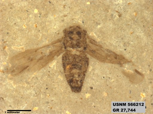 Genus sp