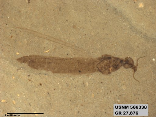 Genus sp