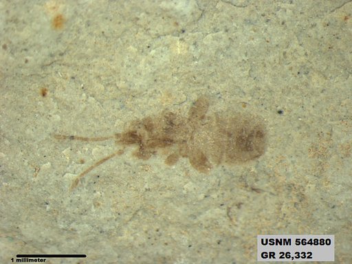 Genus sp