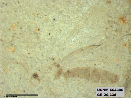 Insecta