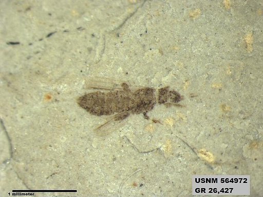 Genus sp