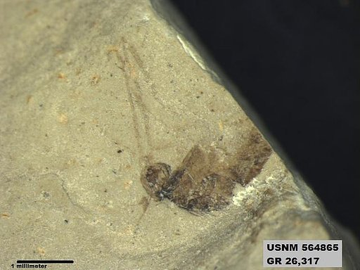 Genus sp