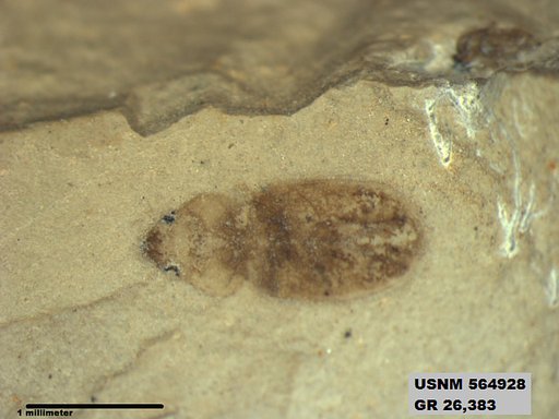 Insecta
