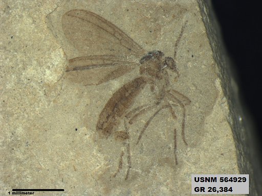 Genus sp
