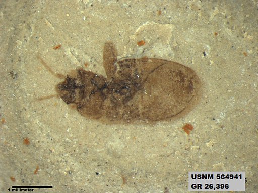 Genus sp