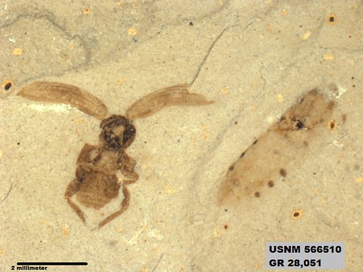 Genus sp