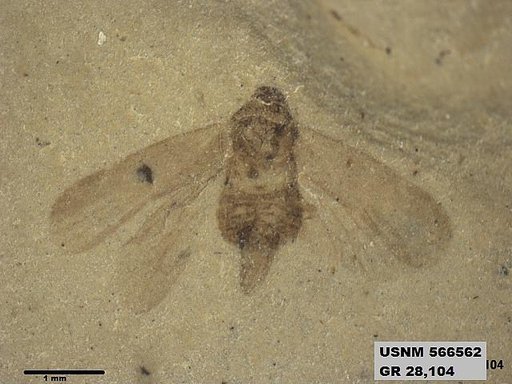 Genus sp
