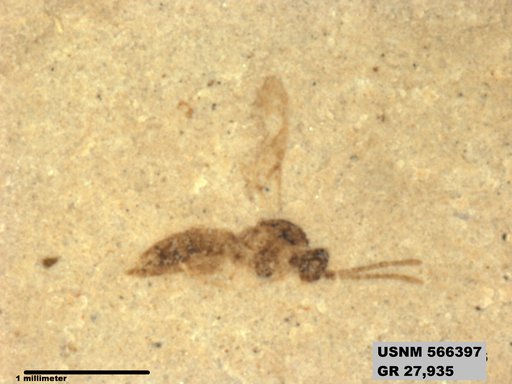 Insecta