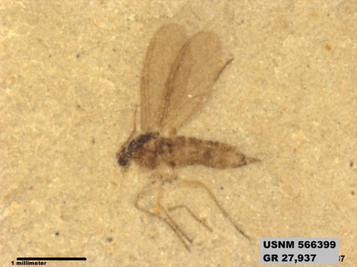 Insecta