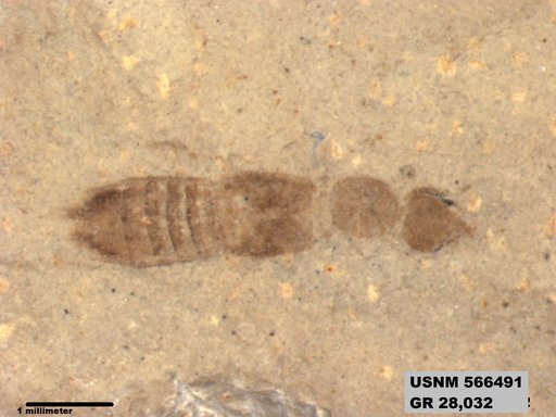Genus sp