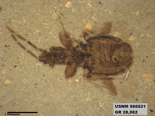 Genus sp