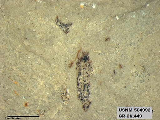Genus sp