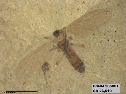 Insecta