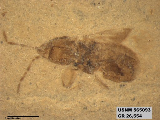Genus sp
