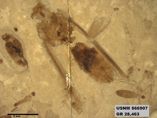 Insecta