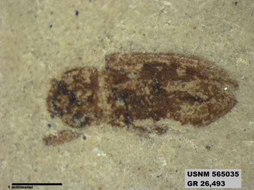 Insecta