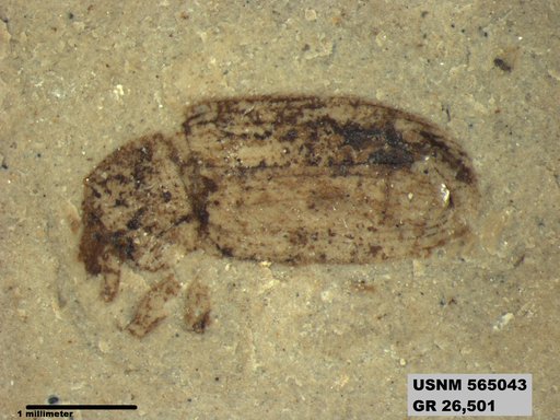 Insecta
