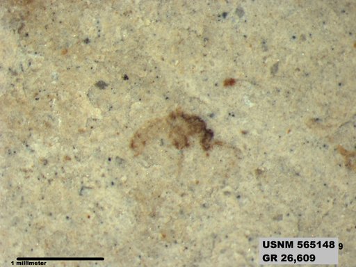 Genus sp