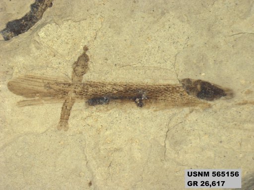Insecta