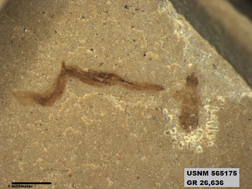 Genus sp