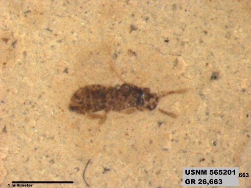 Insecta
