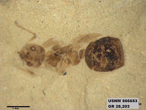 Insecta