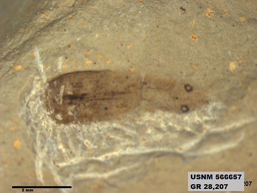 Genus sp