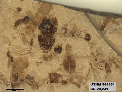 Genus sp