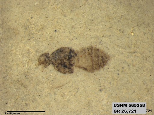Genus sp