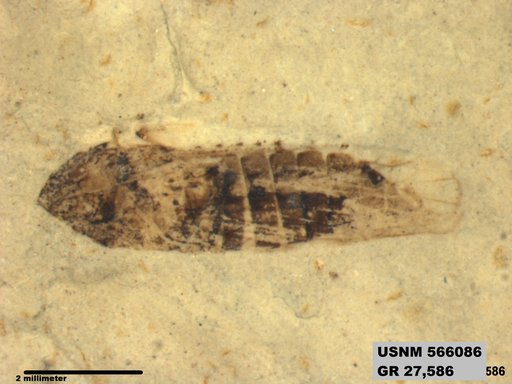 Genus sp