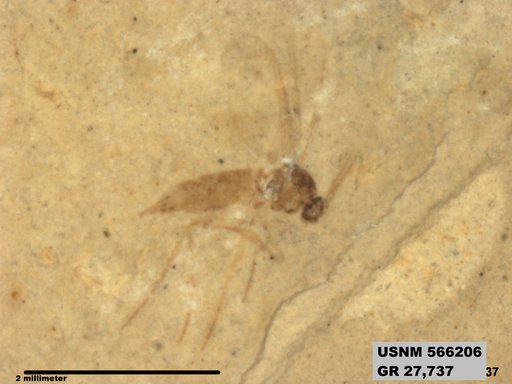 Insecta