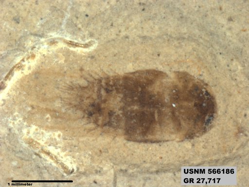 Genus sp