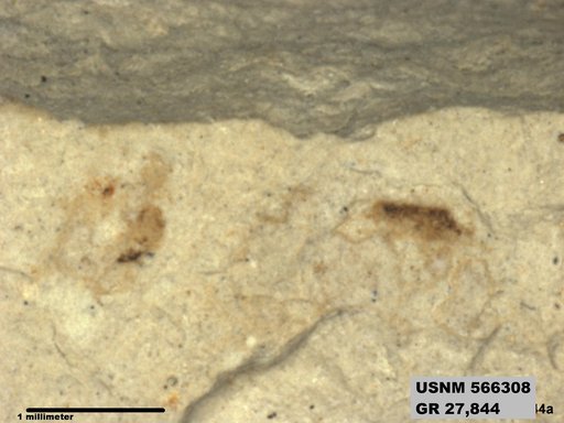 Genus sp