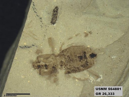 Genus sp