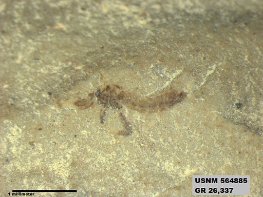 Insecta