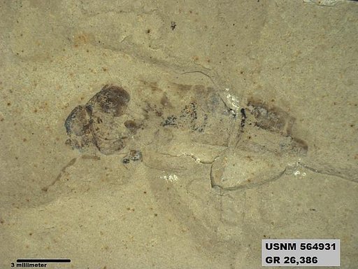 Genus sp