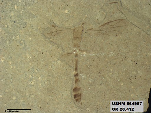 Insecta