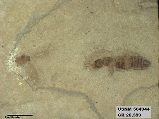 Genus sp