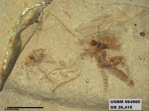 Genus sp