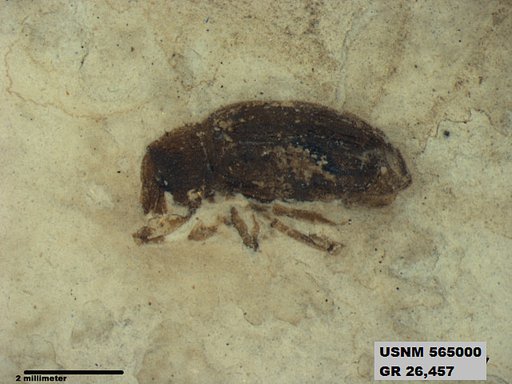Insecta