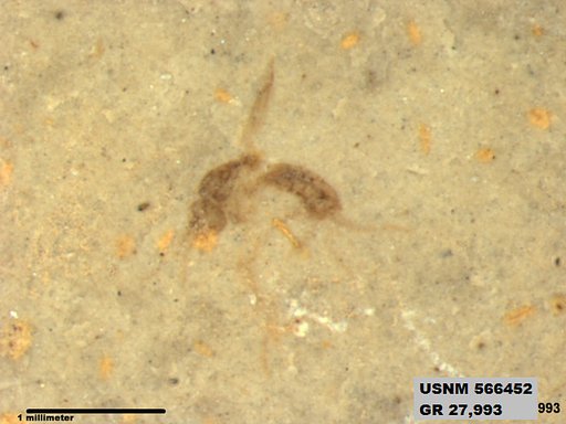 Insecta
