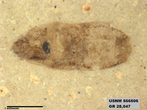 Genus sp