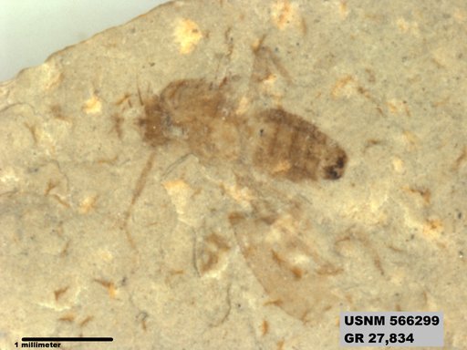 Insecta