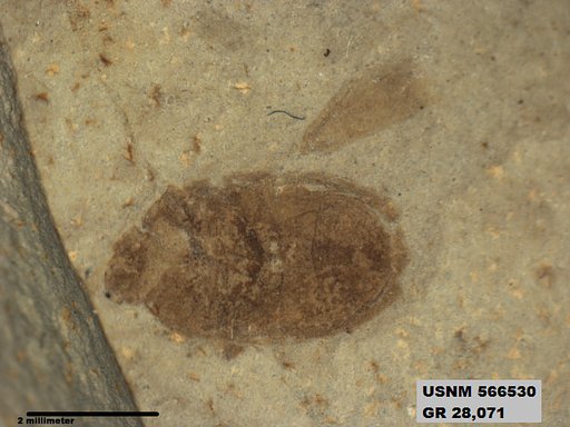 Genus sp