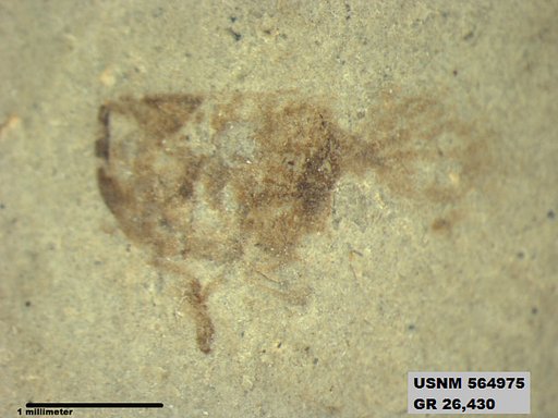 Insecta