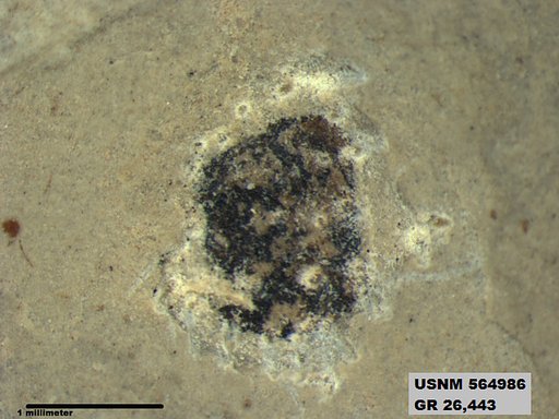 Genus sp
