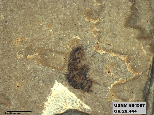 Insecta