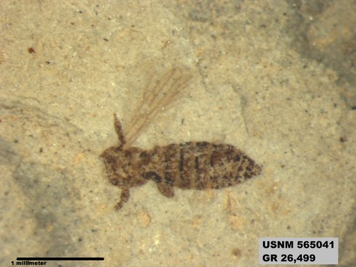 Genus sp