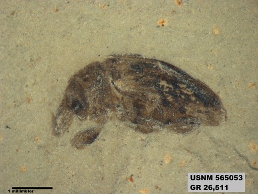 Insecta