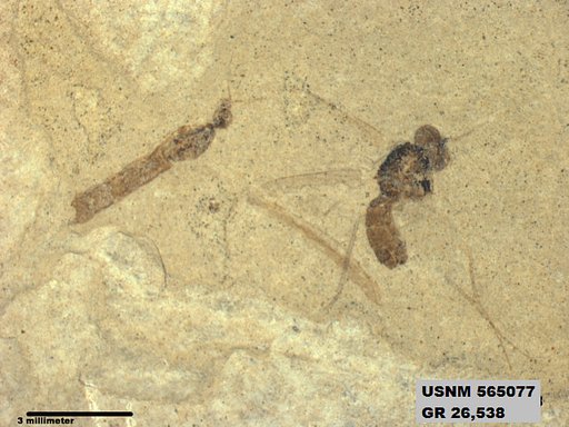 Genus sp